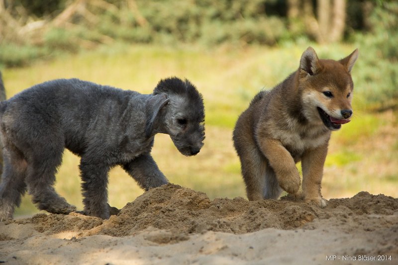 2014-07-17 Cherry & Friends-7966.jpg